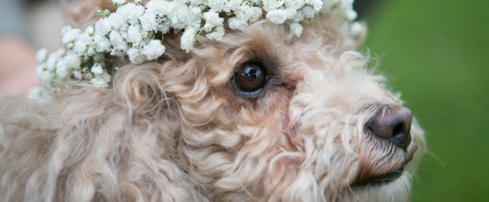 Wedding & Events in Portofino - We'll Take Care of Everything